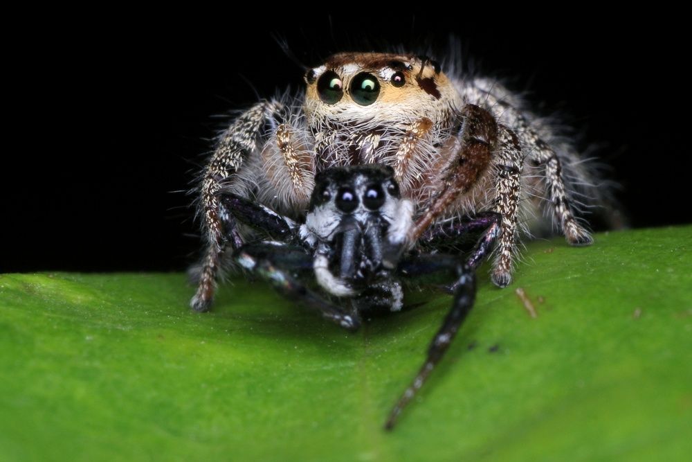 Фотография автора Y.P Agung