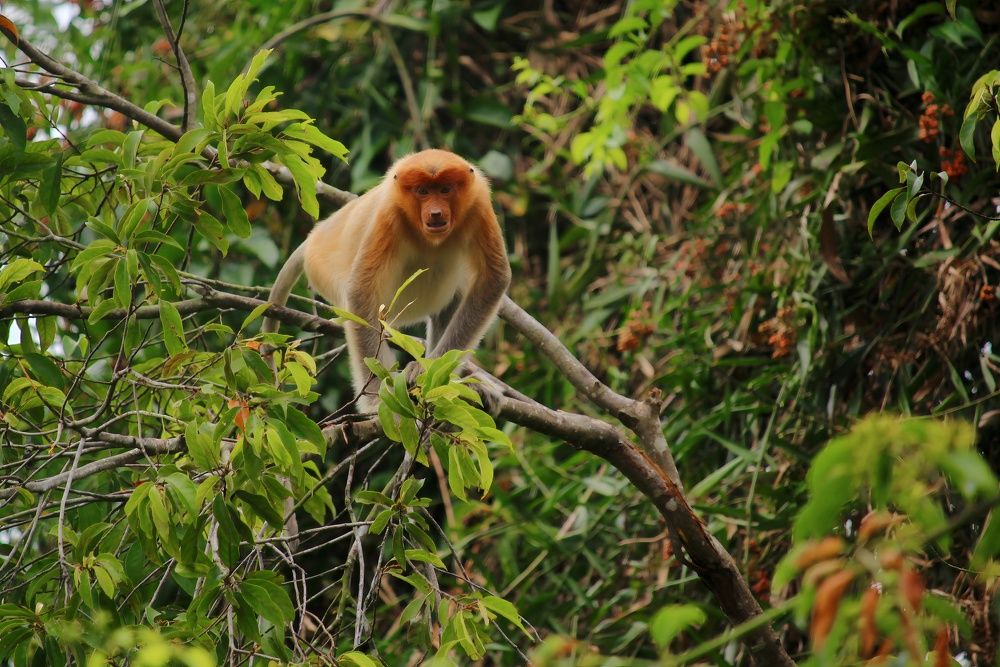 Фотография автора Y.P Agung