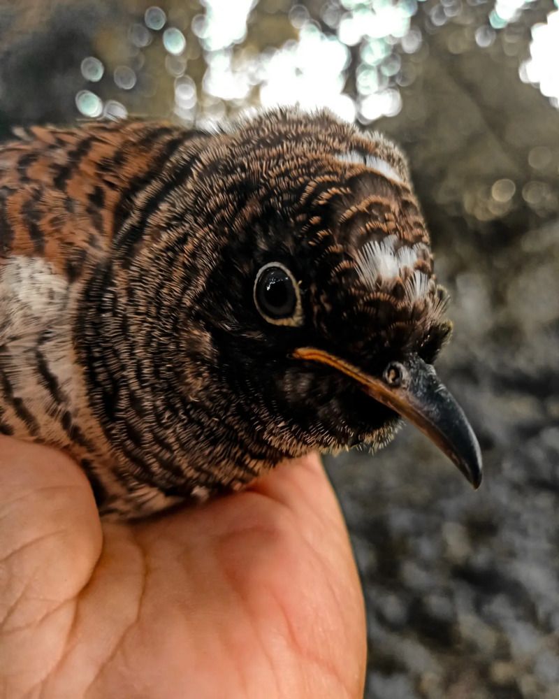 Фотография автора Таня Долгушева