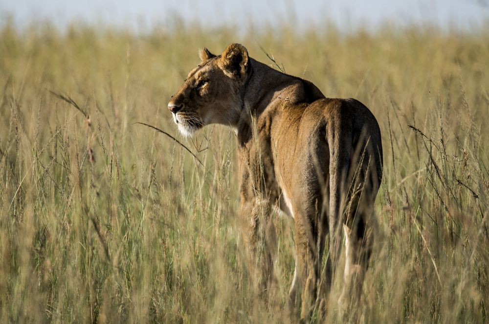 Photograph by Murad Rajabali Habib