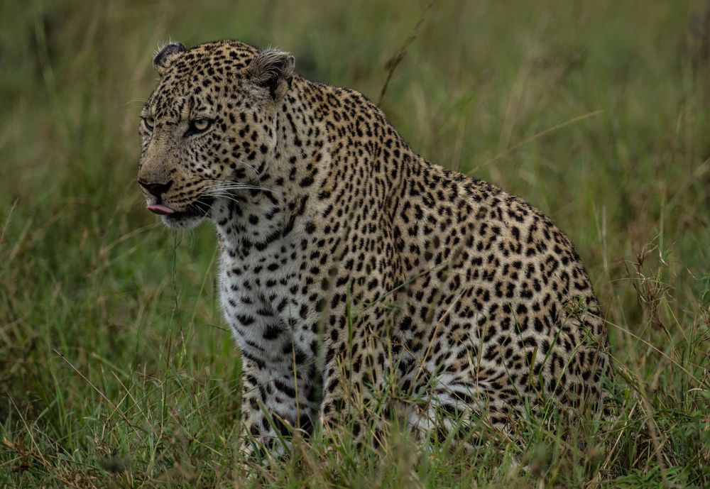 Photograph by Murad Rajabali Habib