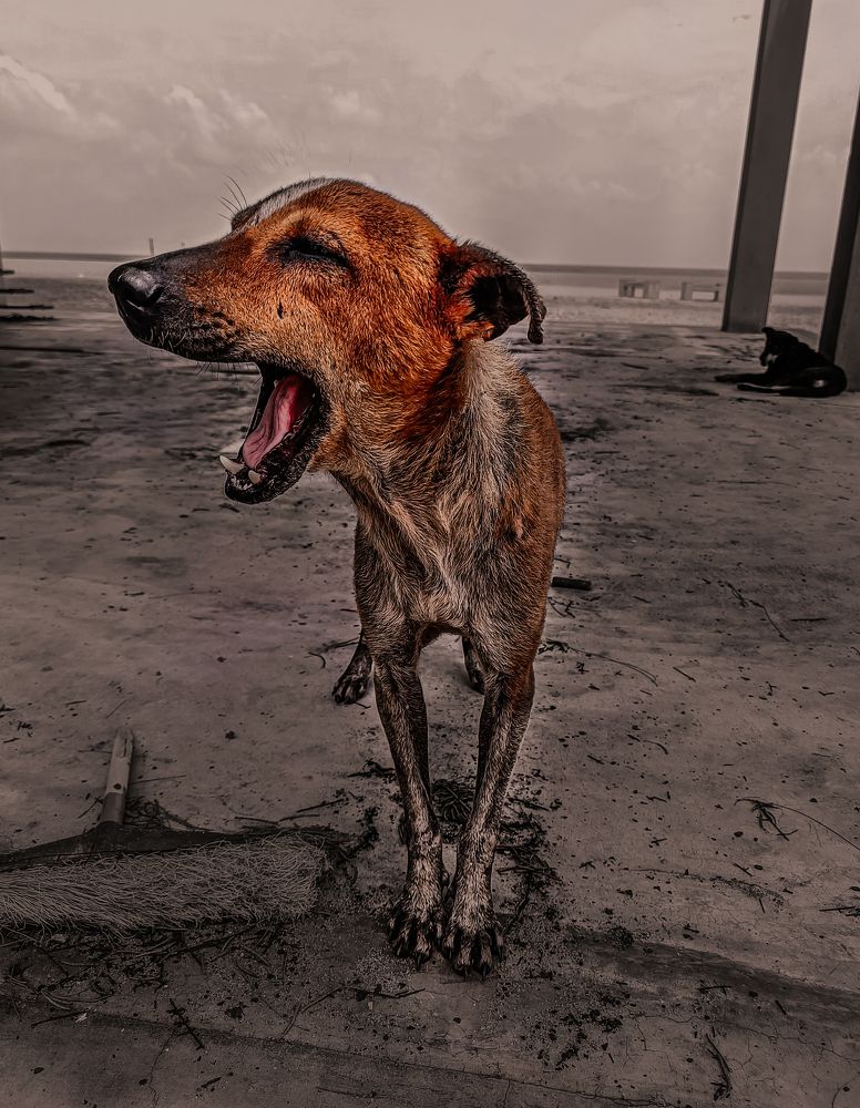 Photograph by Gokulananthan