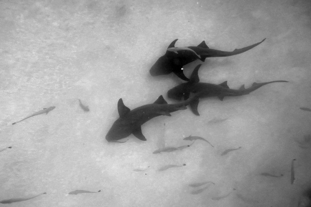 Photograph by Quyen Pham