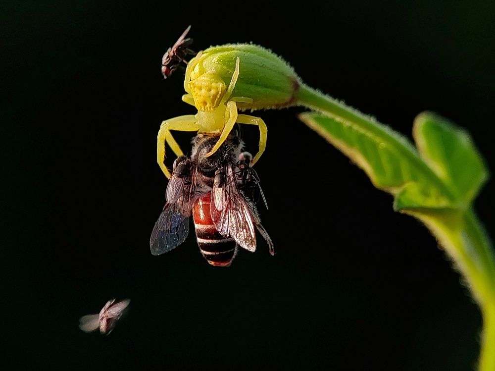 Photograph by Shankhadip Choudhury