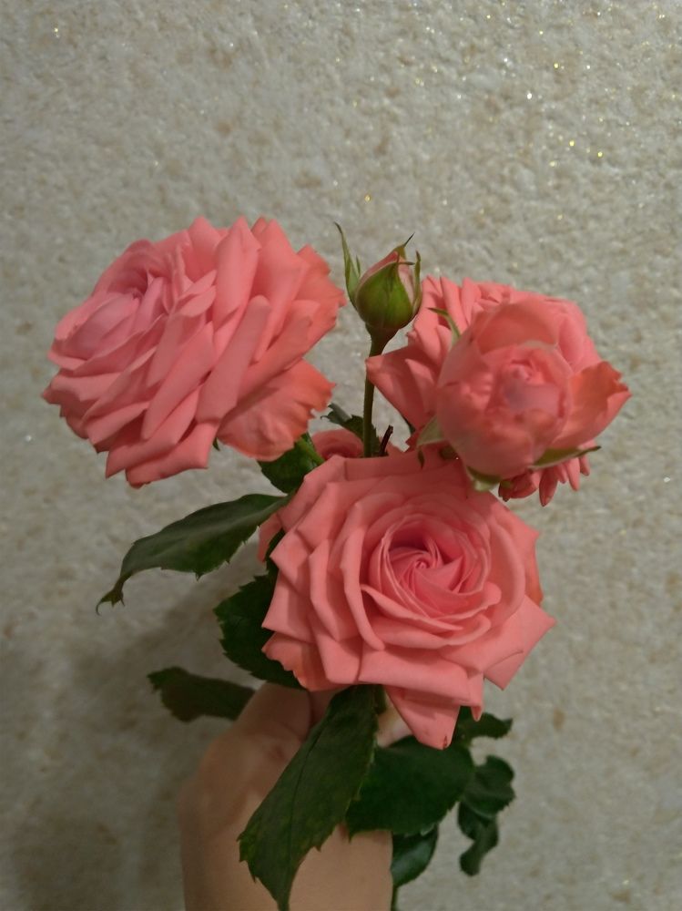 Photo #9009352