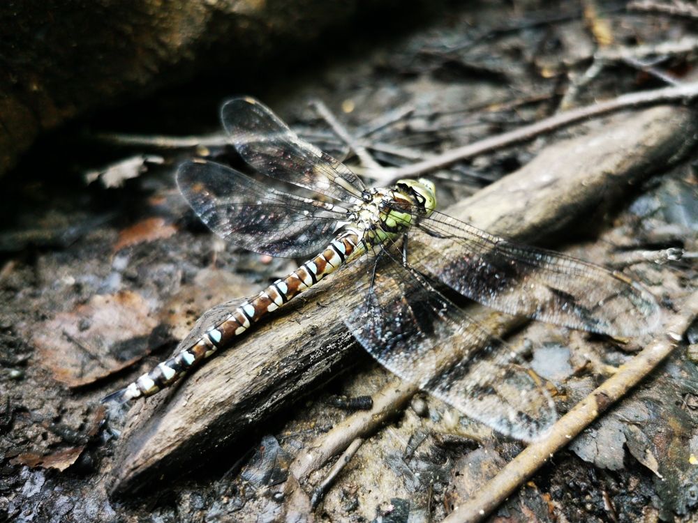 Photograph by Сергей Метлов