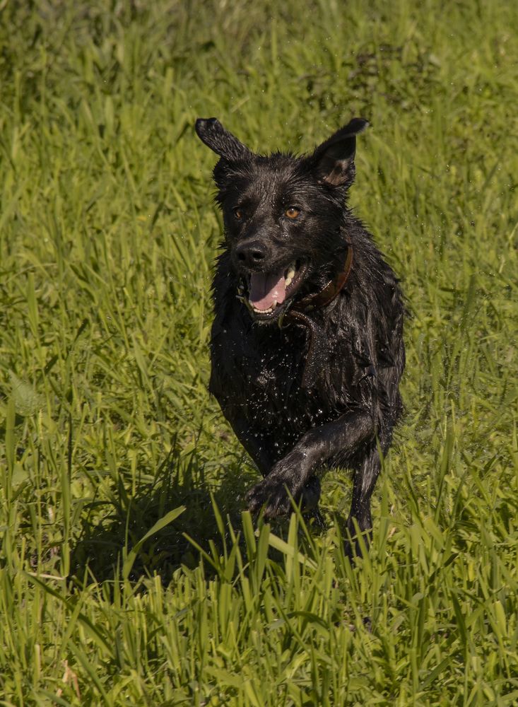 Бегущая собака