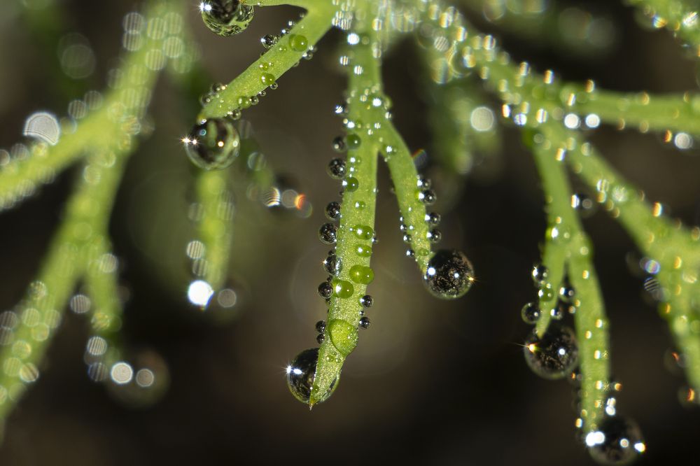 Солнце в каждой капле