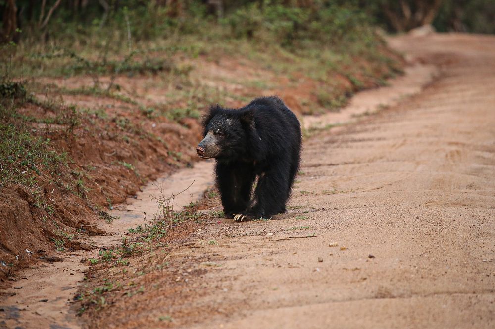 Фотография автора prabath randunu Jayasinghe