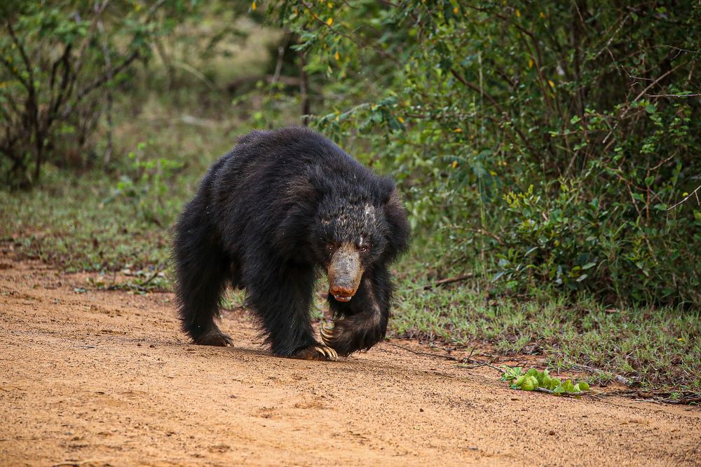Фотография автора prabath randunu Jayasinghe