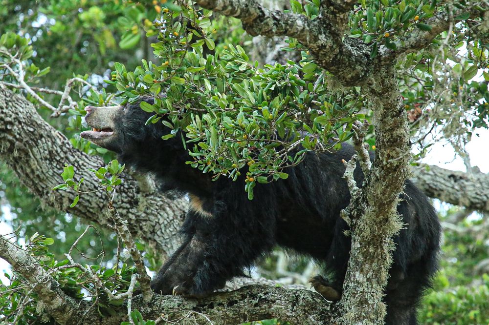 Фотография автора prabath randunu Jayasinghe