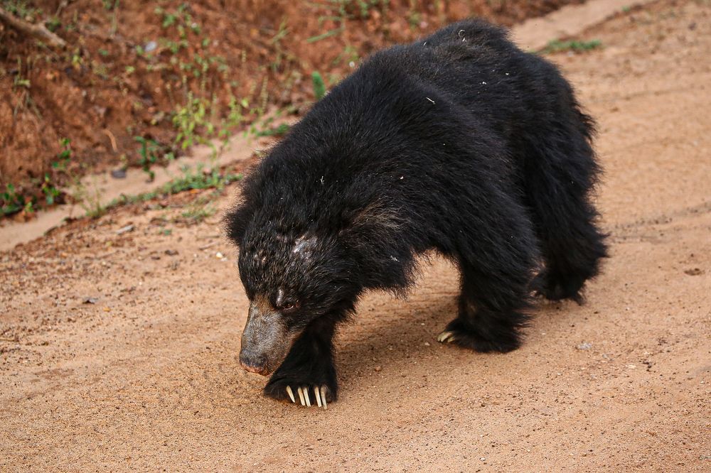 Фотография автора prabath randunu Jayasinghe