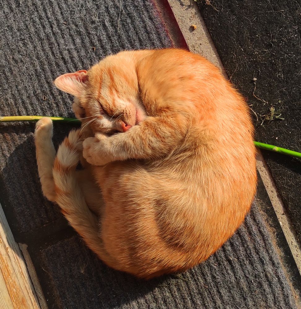 Котоклубок