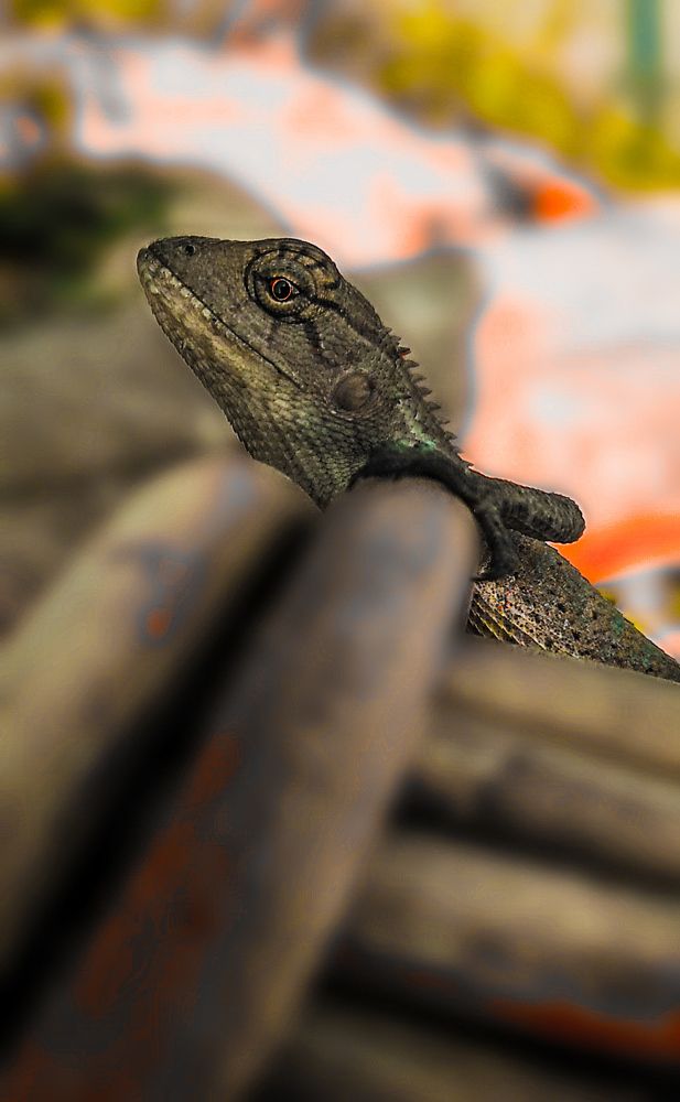 Photograph by KRISHNA CHANDRA DULE