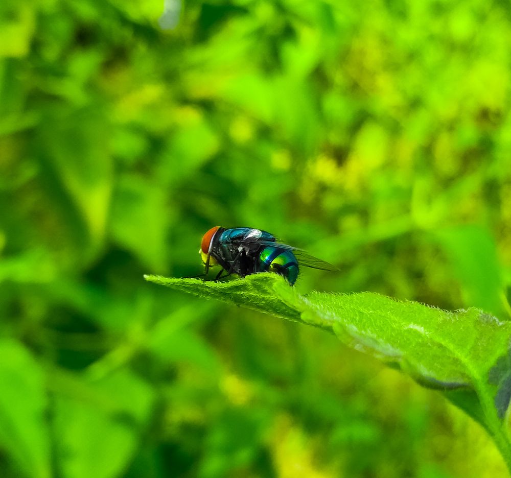 Photograph by KRISHNA CHANDRA DULE