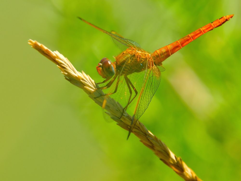 Dragonfly