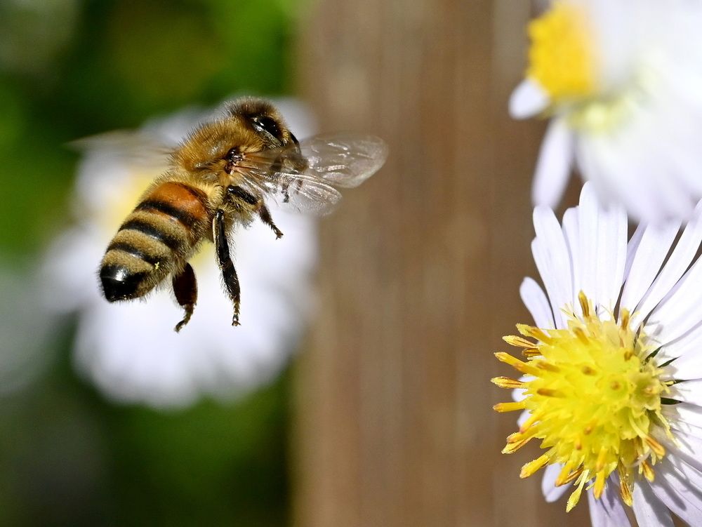 Фотография автора Anne Moginier