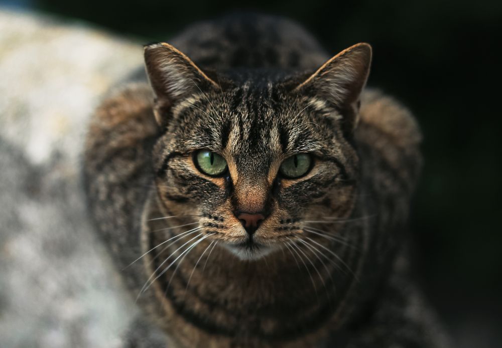 Photograph by Вероника Антипова