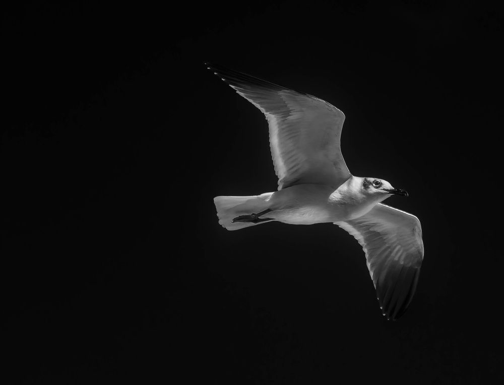 Photograph by Gil V Ribeiro