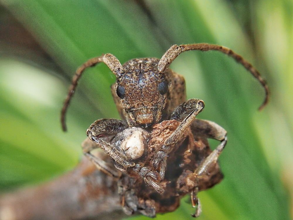 Coleoptera-Cerambycidae is a plant in sugar cane. Coleoptera-Cerambycidae worm is in the soil 1-2 years to live in the sugarcane trunk. And bites eat in sugar cane and will eat the sugar cane