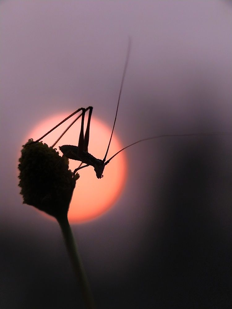 Photograph by Bappa