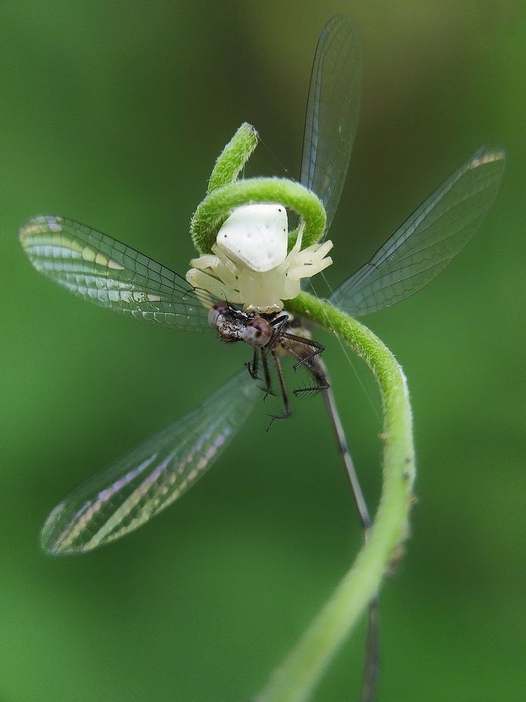 Photograph by Bappa