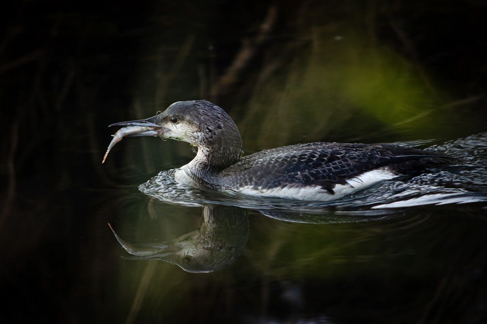 Photograph by Оксана Маховская
