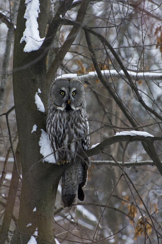 Great gray owl