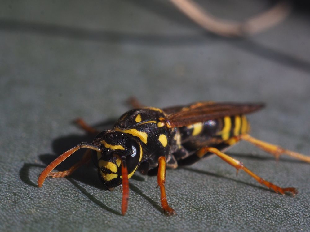 Недошершень.