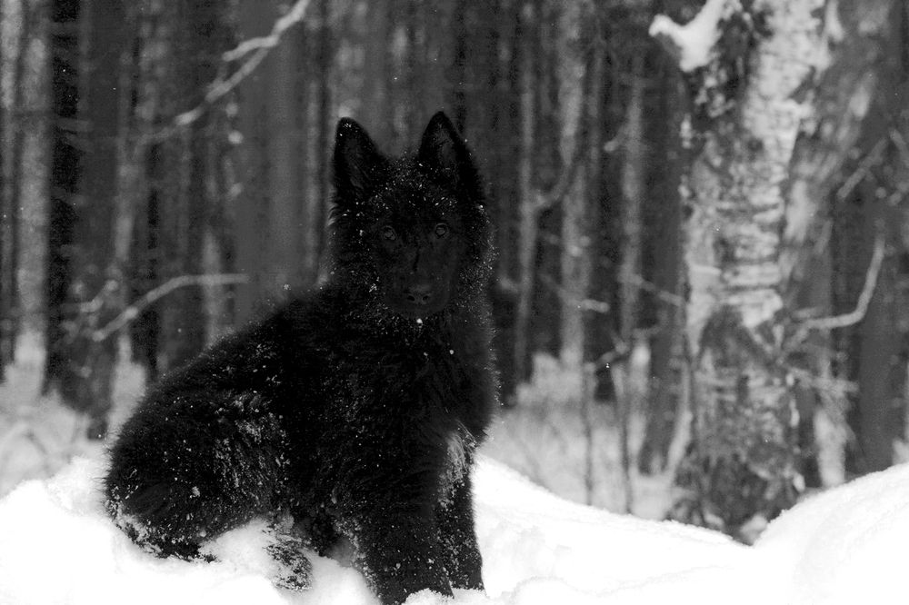 Фотография автора Надежда Лисицына