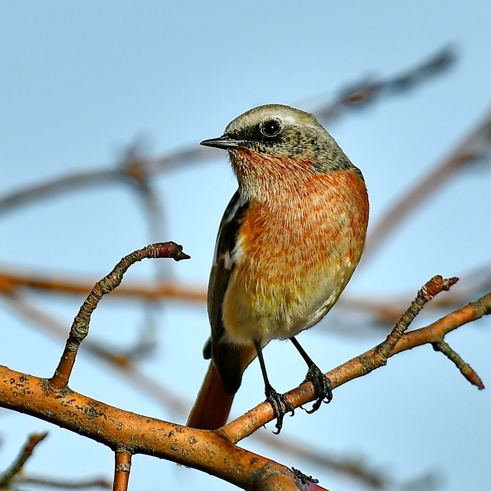 Красноспиная горихвостка' Весна на пороге;