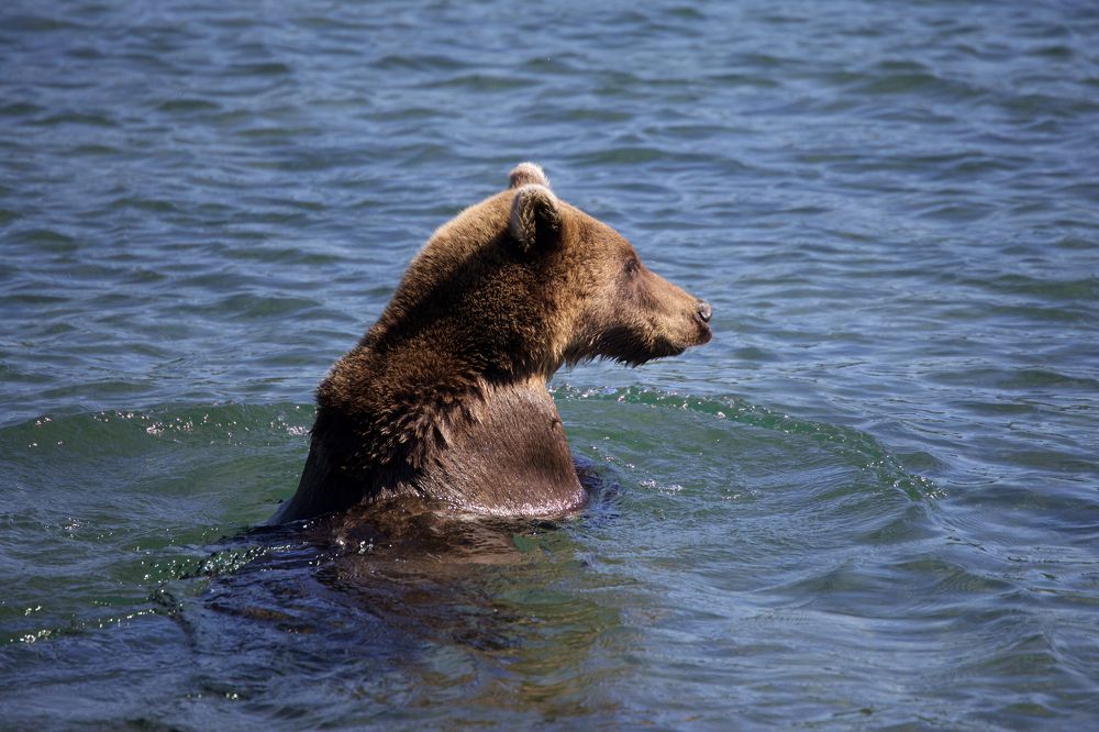 Photograph by Roman Veprentsev