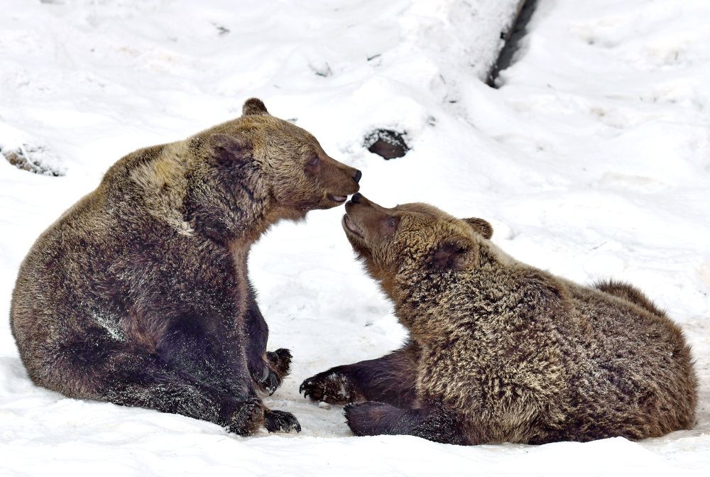 Фотография автора Anne Moginier