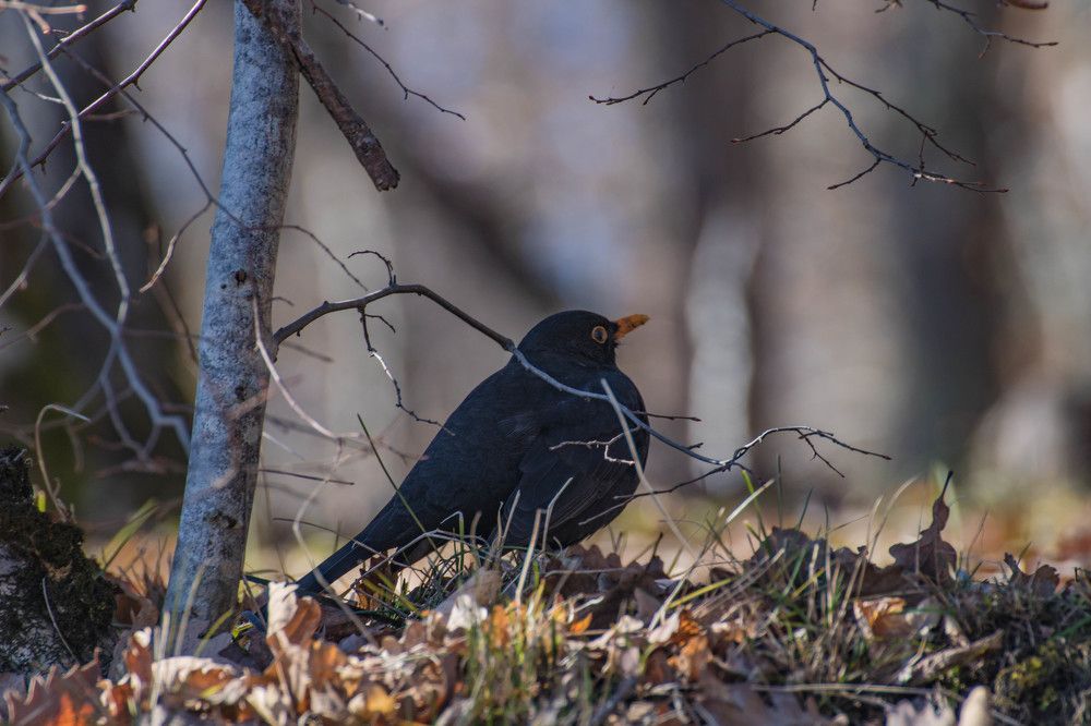 Photograph by Марита Бут