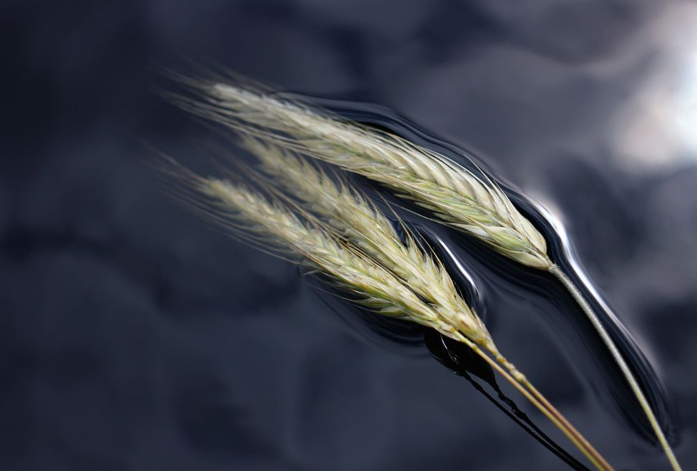 Photograph by Albert Yarullin