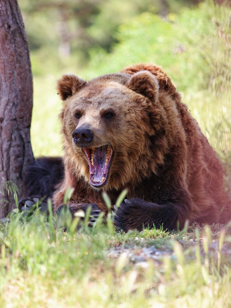 Photograph by Роман Красношапка