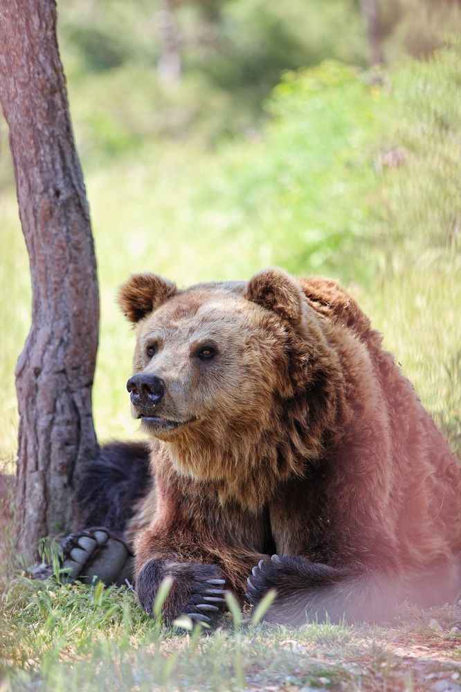 Photograph by Роман Красношапка