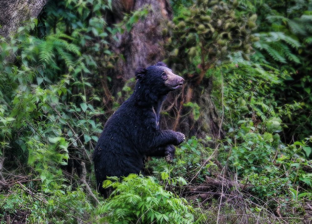 Photograph by LOKANATH MUDA