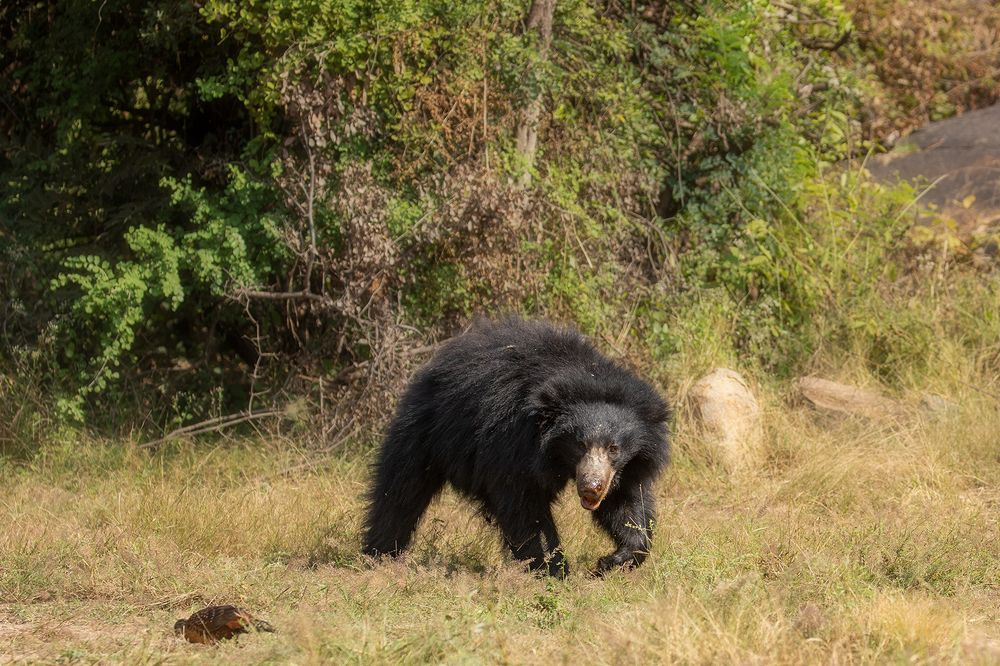 Photograph by LOKANATH MUDA