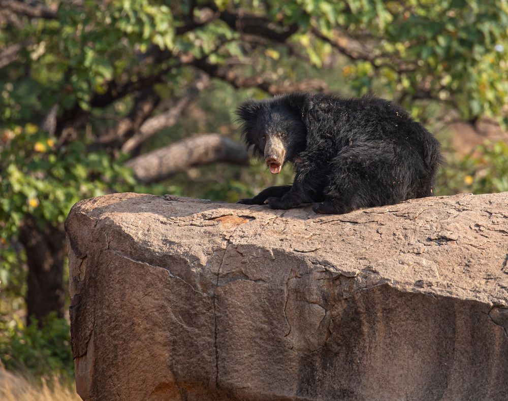 Photograph by LOKANATH MUDA