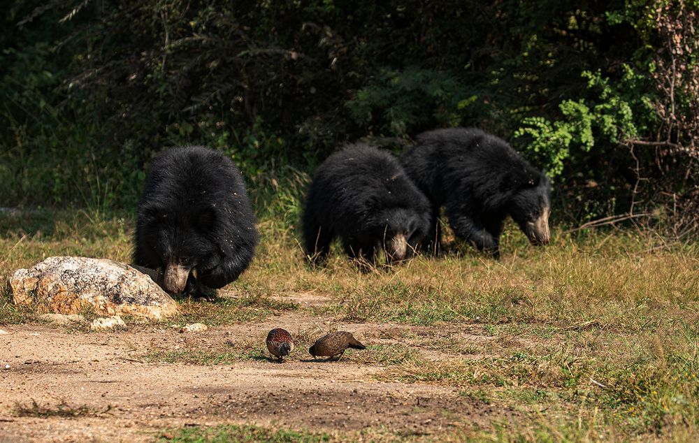 Photograph by LOKANATH MUDA