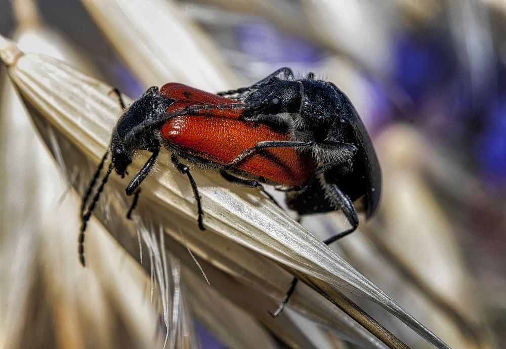 Photograph by רוסלן ברם