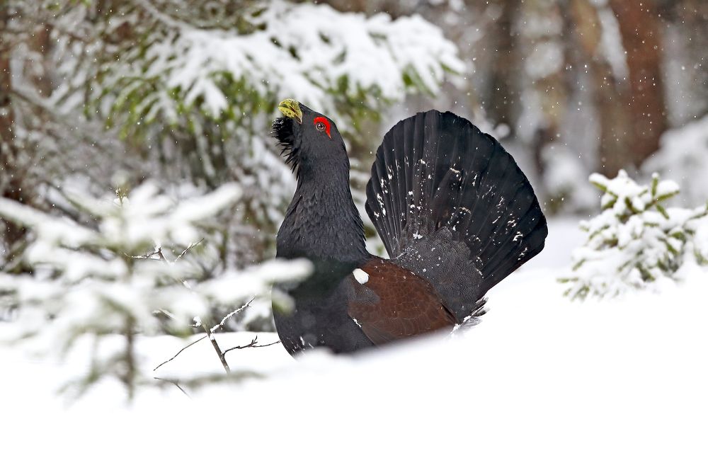 Фотография автора Гусар Александр