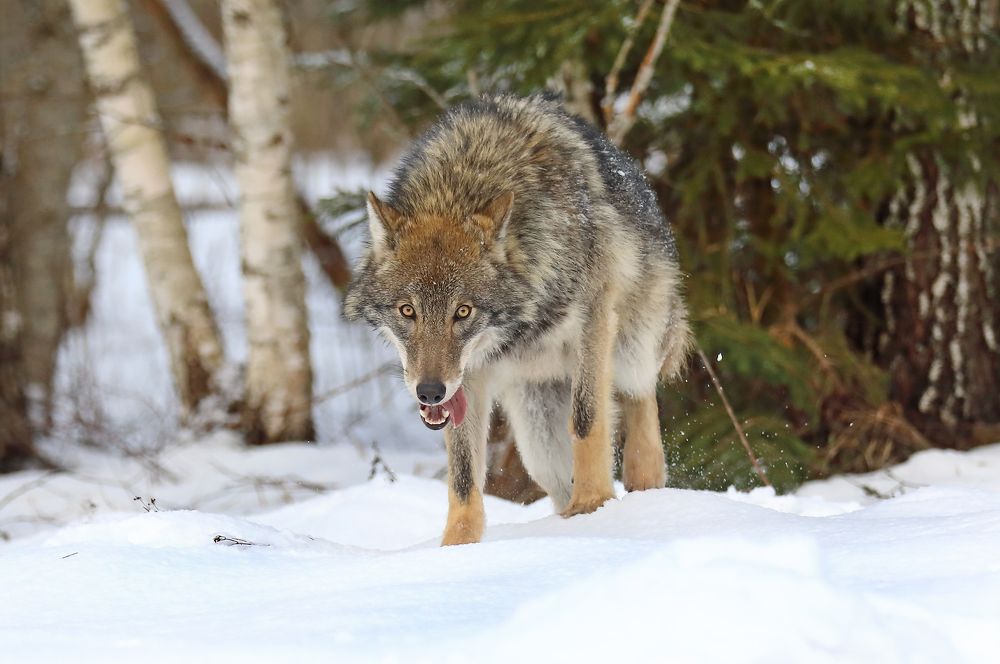 Фотография автора Гусар Александр