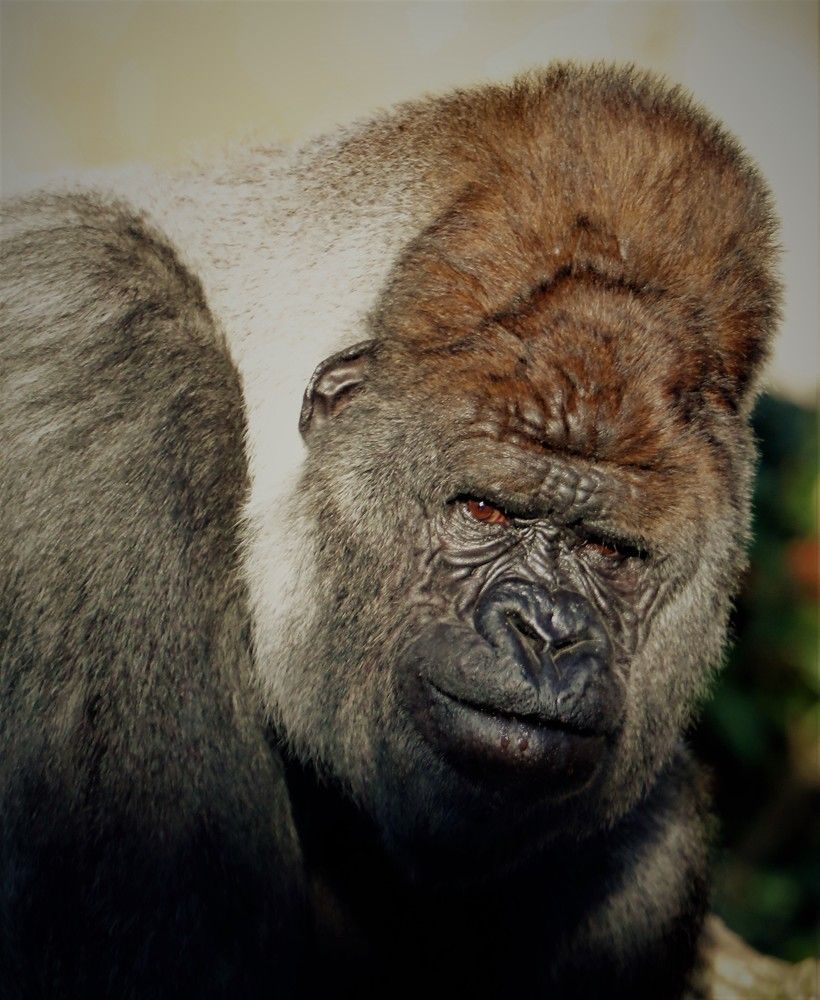 Photograph by Anja Kroes, Dutch