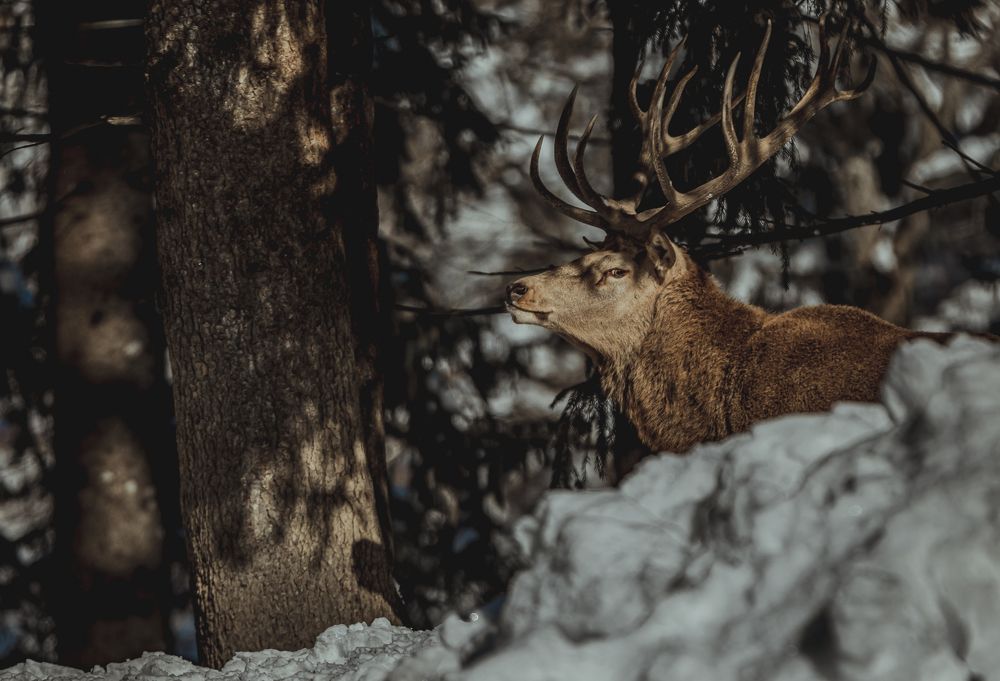 Фотография автора COMSA BOGDAN