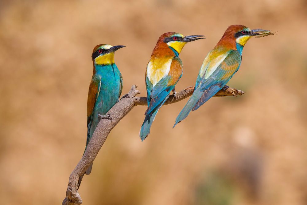 Bee-eaters