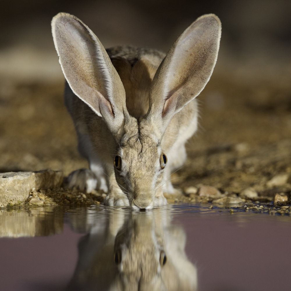 Фотография автора David Manusevich