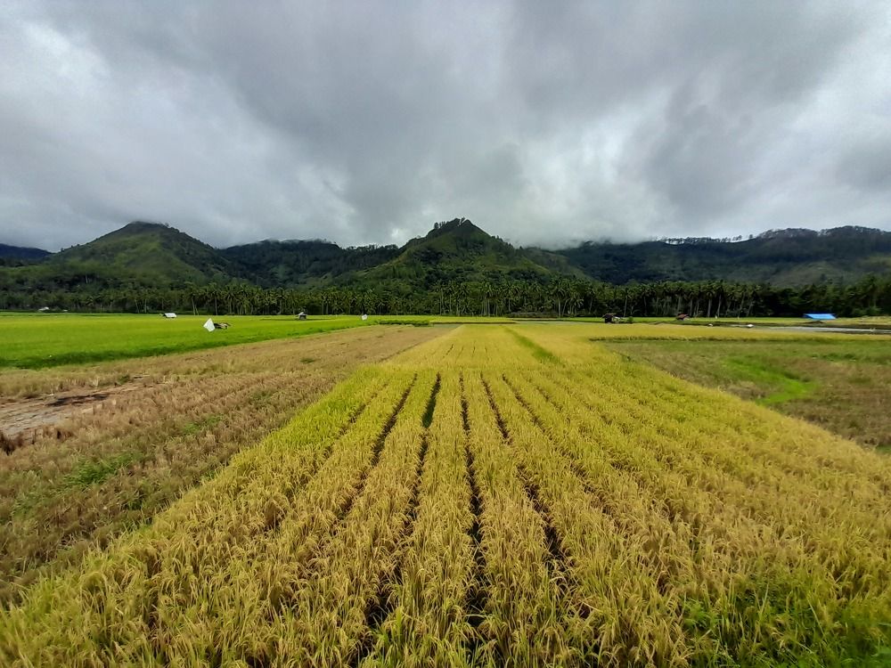A Morning View of Ricefield
