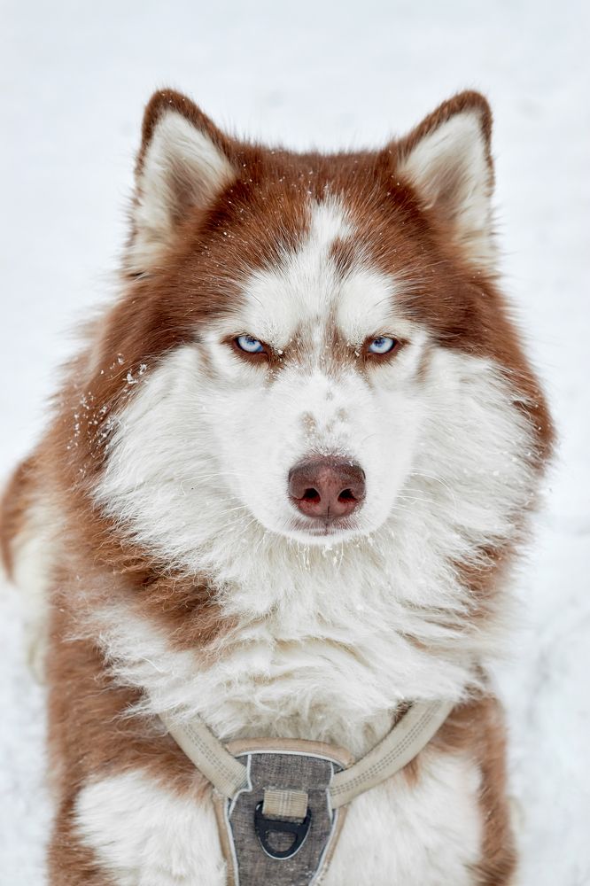 Photograph by Татьяна Лоскутова